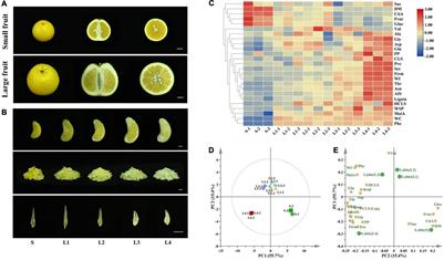 Integrated Physiochemical, Hormonal, and Transcriptomic Analysis Revealed the Underlying Mechanisms for Granulation in Huyou (Citrus changshanensis) Fruit